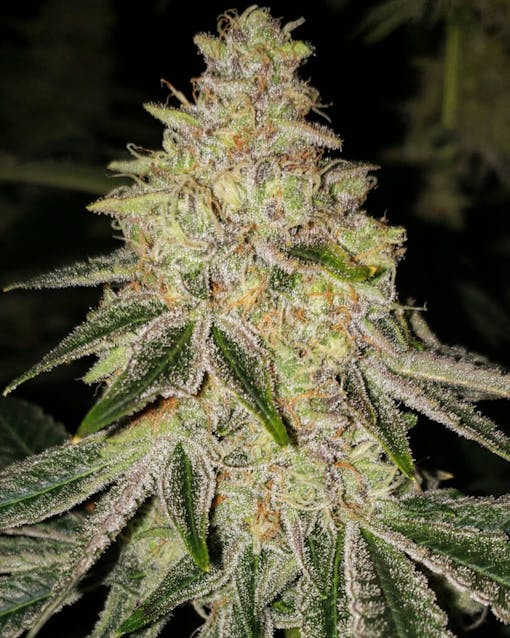 ETHOS Genetics' MAC and Jack amps up the sweet sativa jack terps. (Courtesy ETHOS Genetics)
