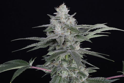 Romulan on the vine. (Courtesy Romulan Genetics)