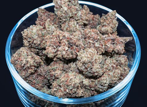 A bowl of Romulan. (Courtesy Romulan Genetics)