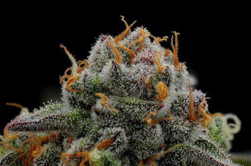 Vanilla Cream Pie up close. (Courtesy Humboldt Seed Company)