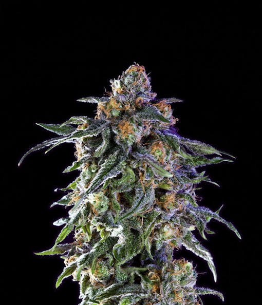 Dark Heart Nursery is offering a 2003 Ken's Granddaddy Purple this year. (Courtesy of Dar Heart Nursery)