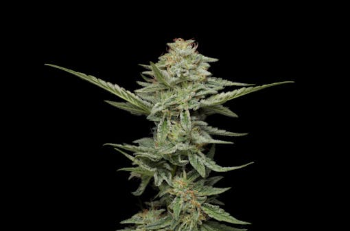 Pistachio comes from intense hybridization, and luck. (Courtesy Humboldt Seed Company)