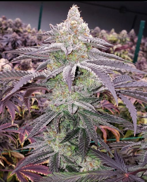 This Colin OG cross from ETHOS is outta control. (Courtesy ETHOS Genetics)