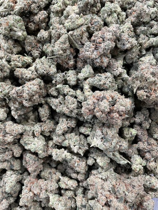 Mission accomplished: Knight's Templar OG from Dark Heart Nursery. (Courtesy Dark Heart Nursery)