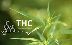 THC-limit-cap-laws