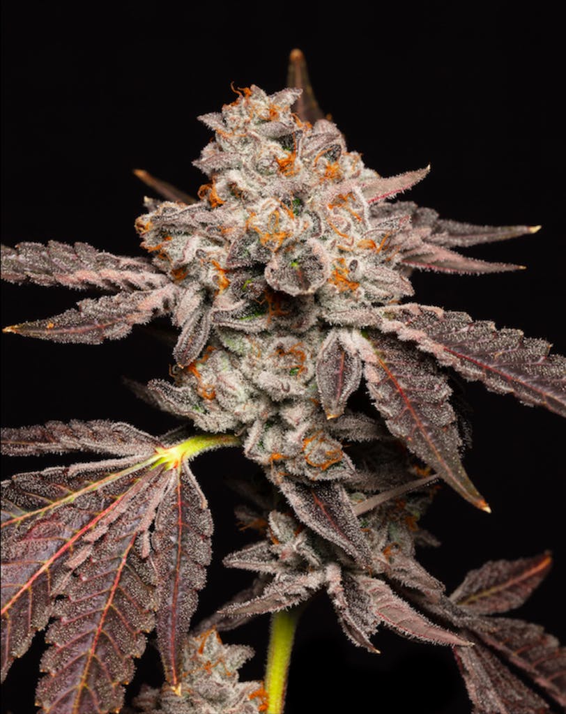 Georgia Pie (Cookies)