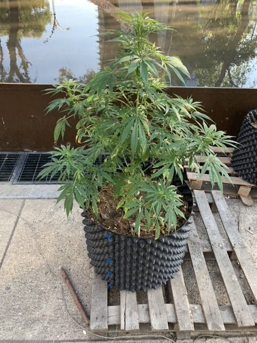 A large cannabis plant in a black pot in the Planton 420 encampment