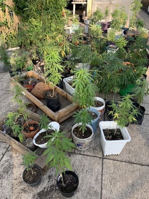 Cannabis plants growing near the Mexico City Senate building