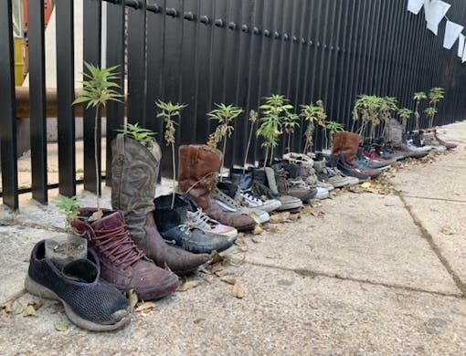 A line of shoes and boots with cannabis plants growing out of them