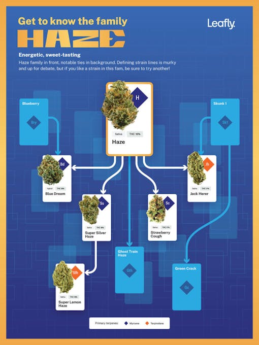 Save this poster of notable Haze strain family members and friends. (Leafly, 2021)