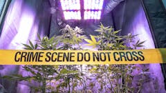 cannabis-grow-raided
