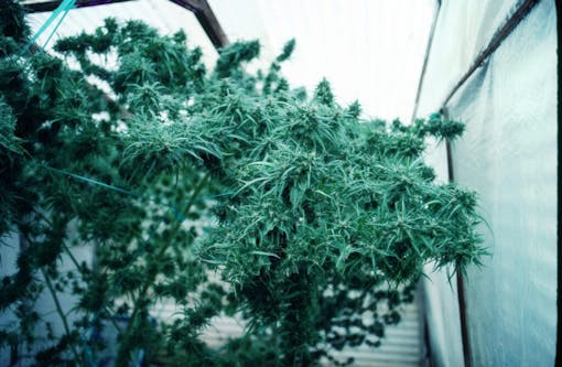 "A Haze growing in the Santa Cruz greenhouse of Dave Watson (aka Sam the Skunkman) in about 1981. Note the thin, sativa-type leaves and tall, airy shape. Old-school Haze seeds are available today through Todd McCormick's Authentic Genetics. (Archival photo licensed from Mel Frank)