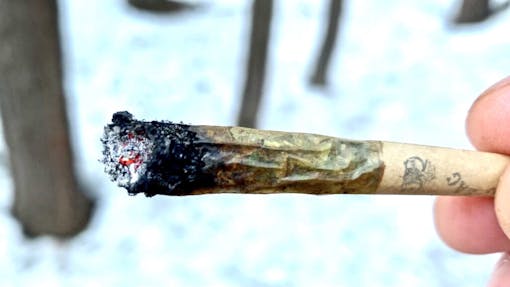 Some unflushed Supreme Diesel sungrown from 2020 burns to white ash and is super-tasty. (David Downs/Leafly)