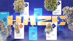 Like Blue Dream? Explore the entire Haze family. (Leafly)
