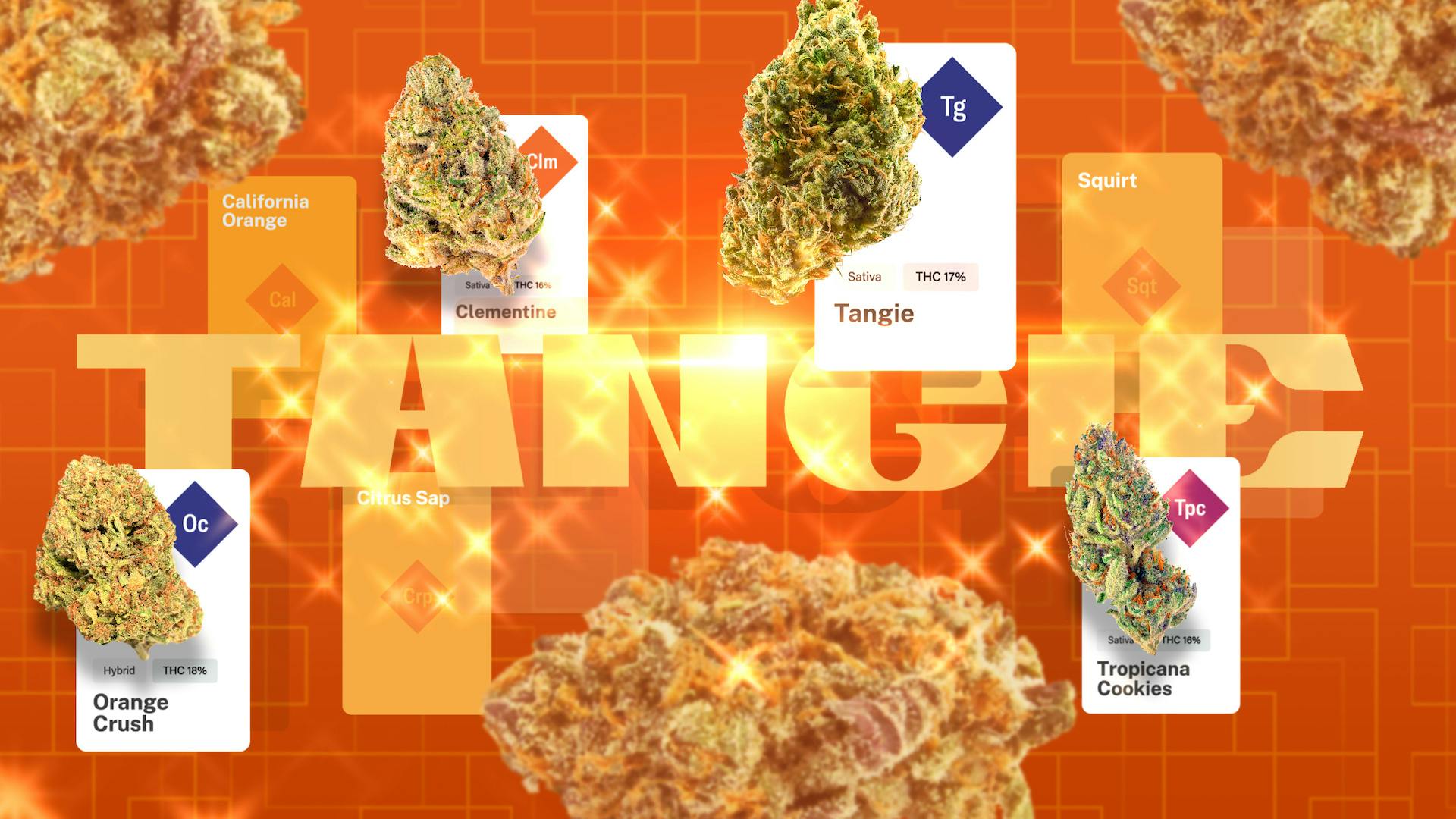 Citrus dynasty: A Tangie family genealogy image