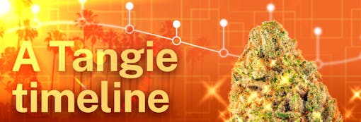 a tangie strain family timeline