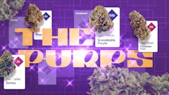 Sweet, grape-flavored, sedative goodness makes the Purps family legendary. (Leafly)