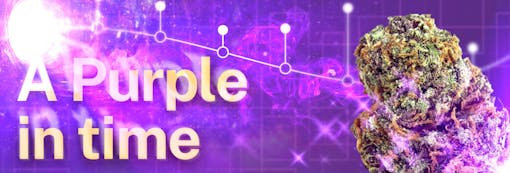 Purple cannabis strain family timeline image