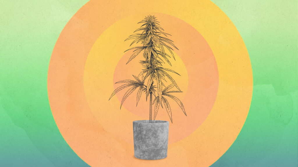 Beginner's Guide To Growing Marijuana | Leafly