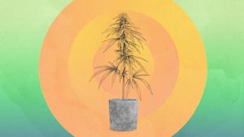 Growing marijuana