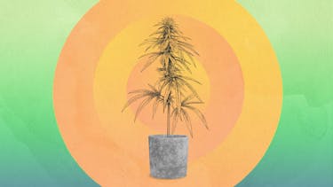 Growing one marijuana plant indoors