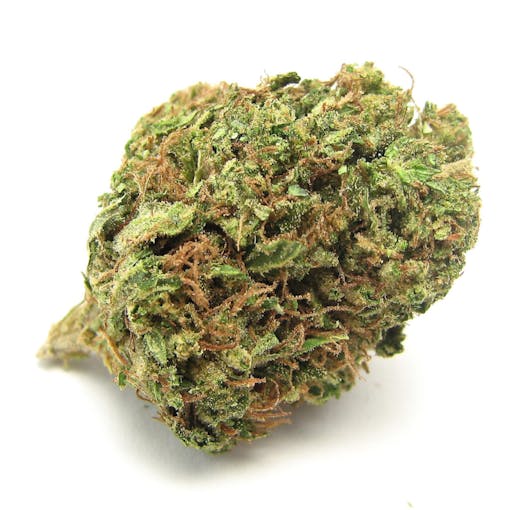 Headband, a cross of Sour Diesel and OG Kush, in 2014. (David Downs)