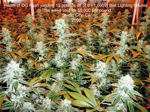 Josh D's OG Kush grow in the year 2000 in a bigger space. (Courtesy Josh D)