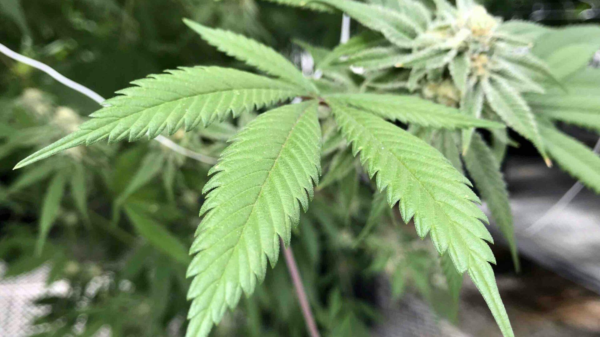 New Mexico becomes America’s newest legal cannabis state image