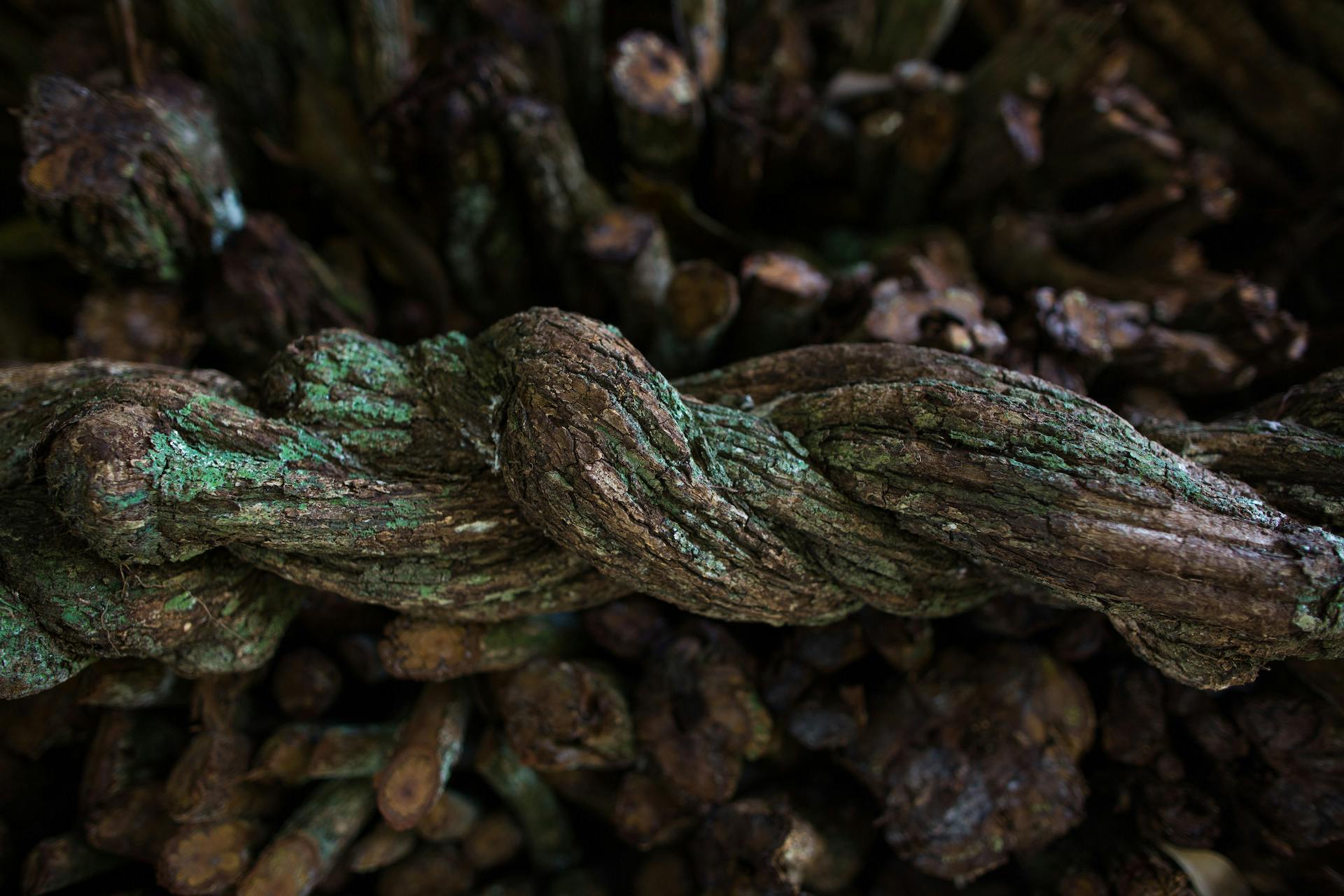 What is ayahuasca? image