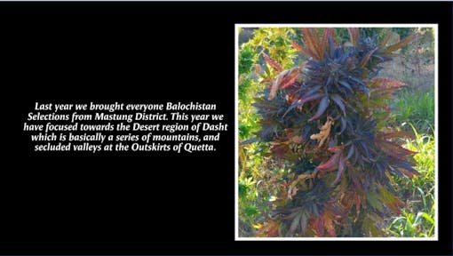 balochistan-landrace-cannabis