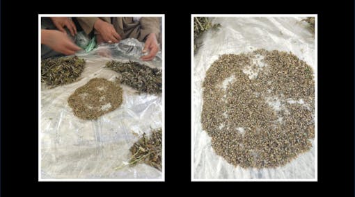 harvesting-landrace-seeds