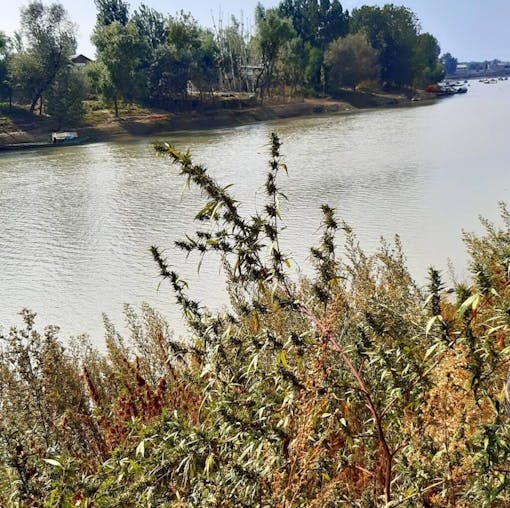 kashmir-landrace-cannabis