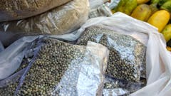 cannabis-seeds-landrace-india