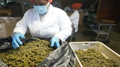 image of hemp processors with recently harvested buds