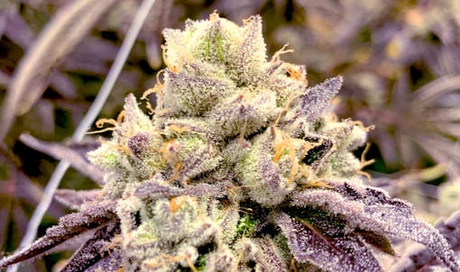 Trulieve's Cultivar Collection