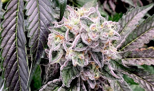 Trulieve's Cultivar Collection