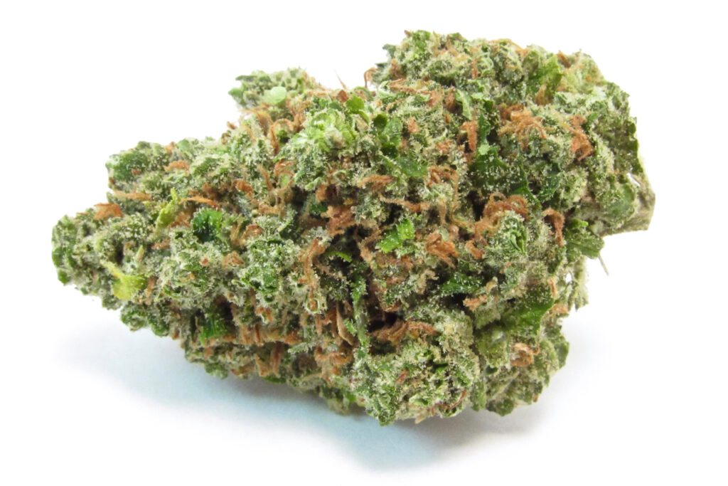 A photo of houseplant Diablo Wind. (David Downs / Leafly)