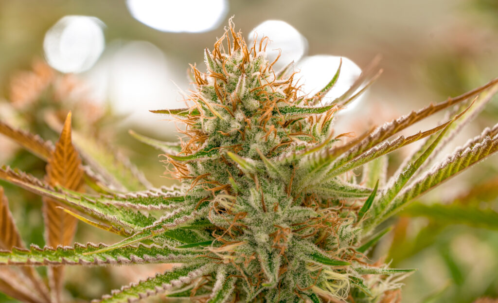 A photo of Source's Tribes Quest on the branch. (Courtesy Source)