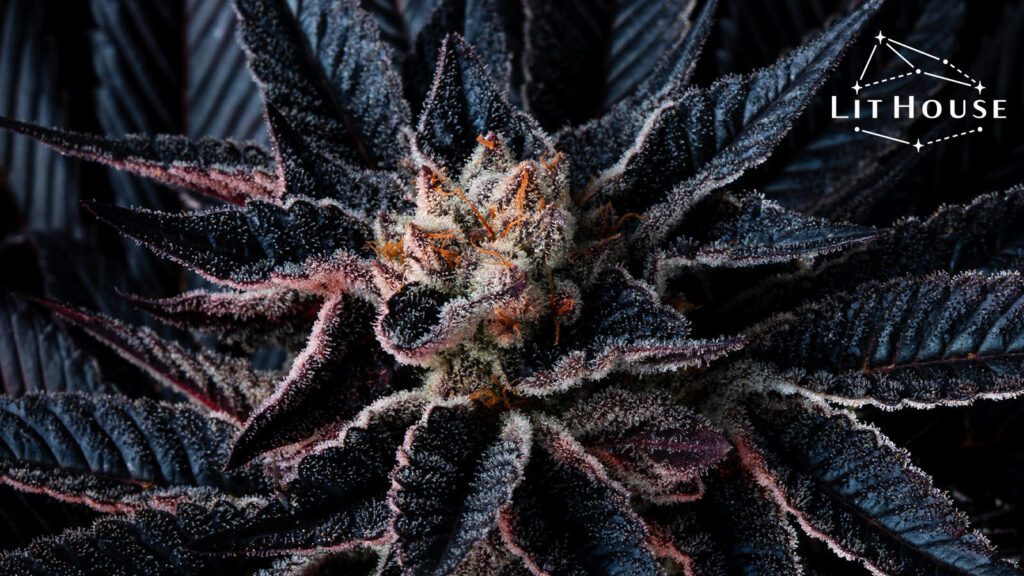 Leafly Buzz: 12 Hottest Weed Strains Of May 2021 | Leafly