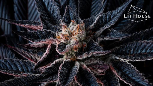 A photo of modified grapes. (Courtesy of LitHouse)