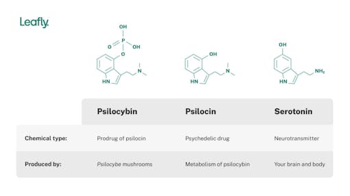 psilocybin psilocin seratonin