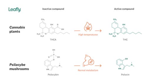 psilocybin into psilocin