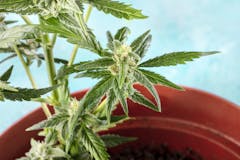 cleanse your system of weed