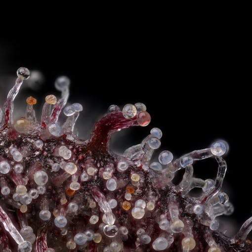 (Courtesy Grow Sciences on Facebook; Shot by Kandid Kush)