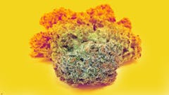 A orange-tinted nug of purple and green Gelonade from Connected Cannabis Co, (Leafly illustration)