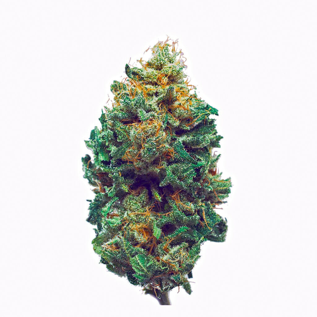 harlequin marijuana strain