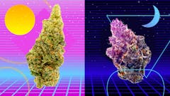 A designed photo collage illustrating Strains of Summer including Insane Stuffed French Toast (left) and Cream of the Crop's Strawberries and Cream (right) (Leafly illustration; courtesy Insane; Cream of the Crop)