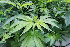 image-of-marijuana-growing