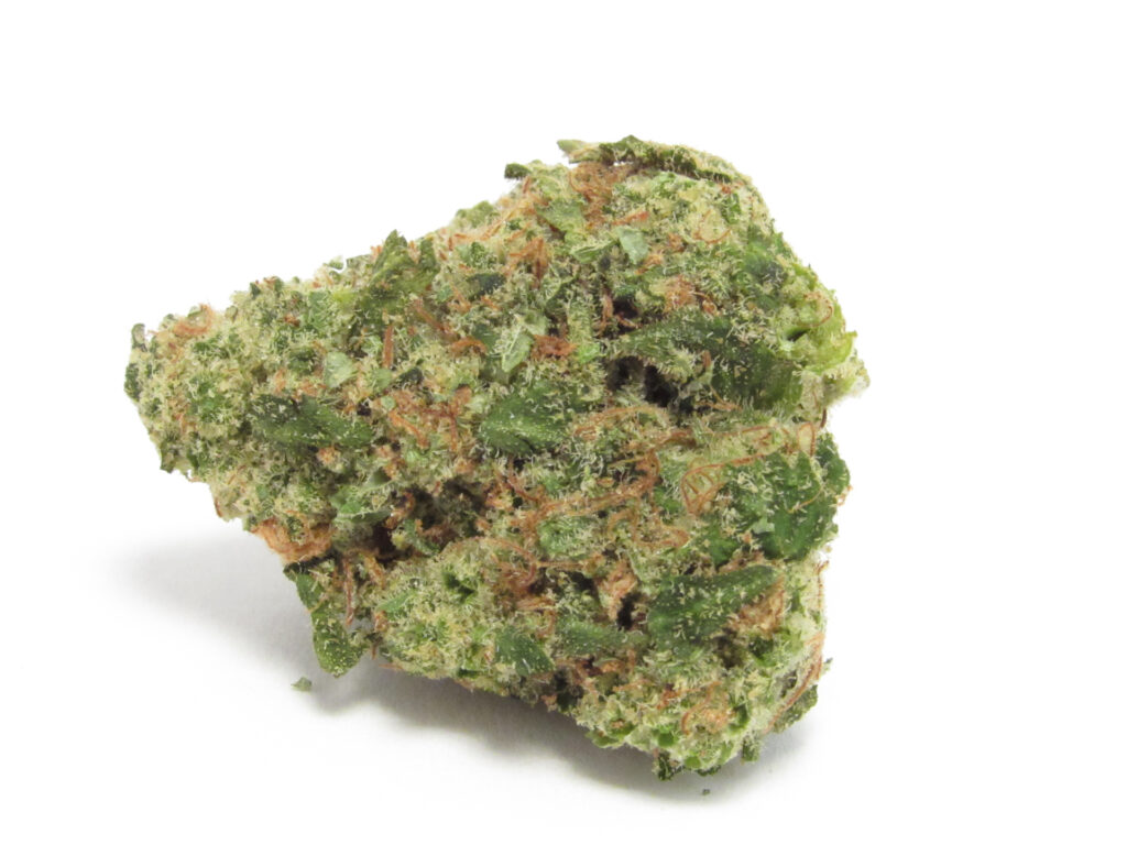 An image of a bud of the green, orange, dense lava flower of a Golden State against white. (David Downs)