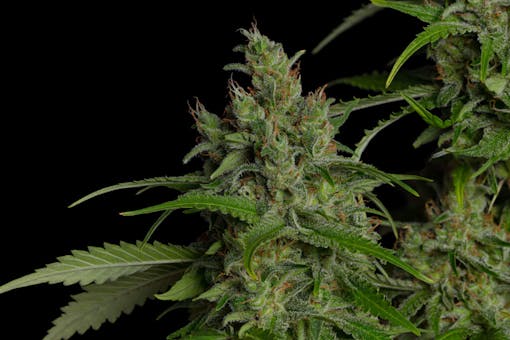 A picture of Alibi Farms’ vibrant, green, Durban flower bud on the branch against a black background. Pistils shoot up. Fan leaves have a coat of sugar. (Courtesy Alibi Farms)